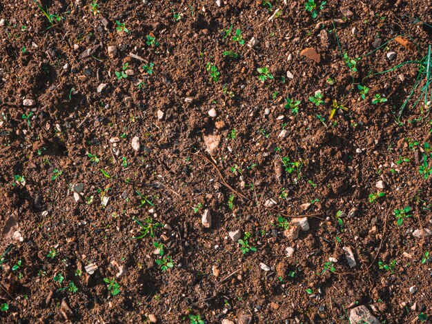 Close-up shot van de bodem op de grond met kleine groene spruiten op een zonnige dag