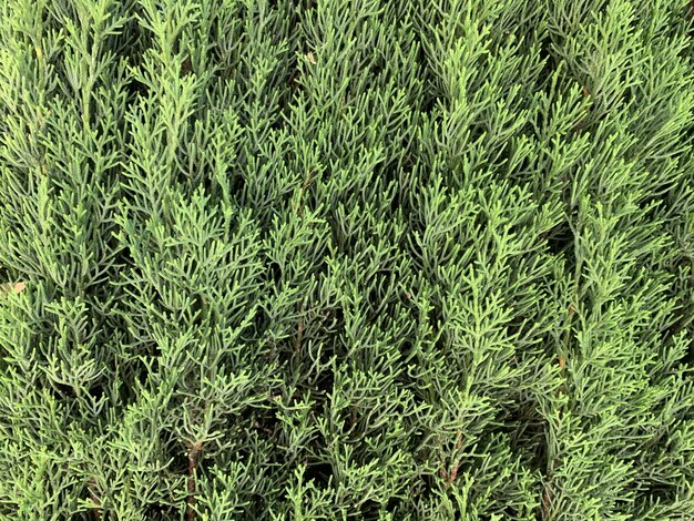 Close-up shot van de groenblijvende plant Arborvitae in een park