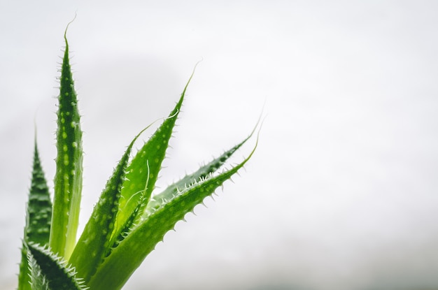 Close-up shot van de groene bladeren van een aloë plant met een witte achtergrond