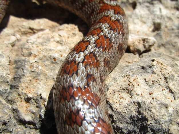 Gratis foto close-up shot van de huid van een europese rattenslang