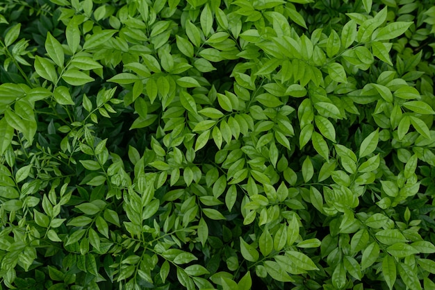 Close-up shot van de kleine groene bladeren van een struik