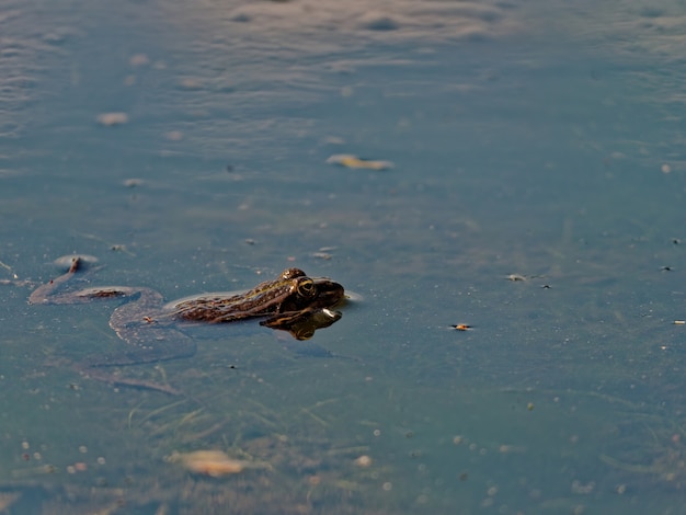 Close-up shot van de moeraskikker Pelophylax ridibundus in het meer in Europa