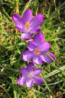 Gratis foto close-up shot van de paarse bloeiende bloem in het veld op een zonnige dag