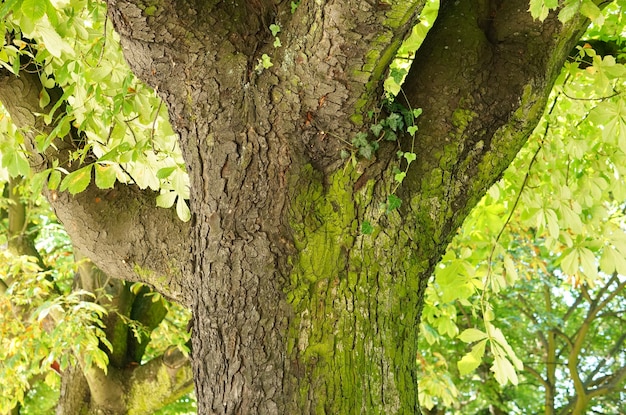 Close-up shot van de stam van een boom in het park