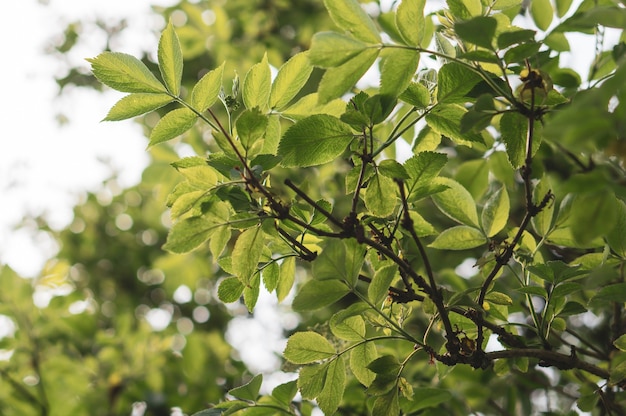 Close-up shot van de takken van een boom met groene bladeren in de tuin