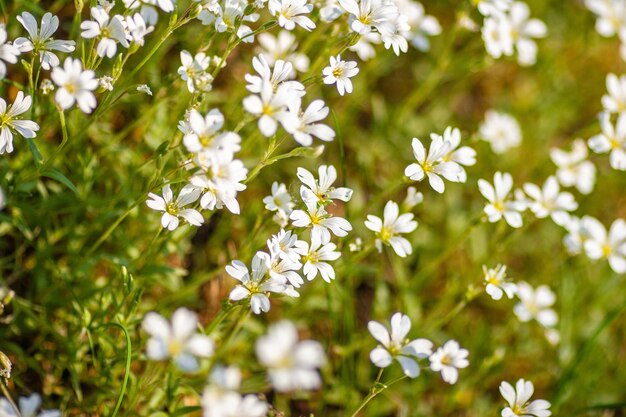 Close-up shot van de witte bloemen op een zonnige dag