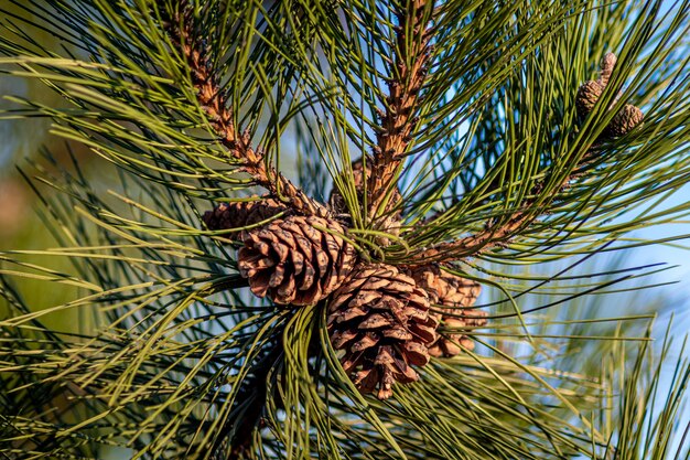 Close-up shot van dennenappels opknoping op de boom