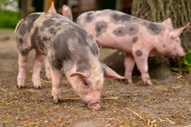 Gratis Foto close-up shot van drie gedomesticeerde varkens