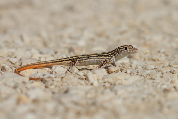 Close-up shot van een Acanthodactylus erythrurus hagedis in Spanje