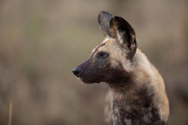 Close-up shot van een Afrikaanse wilde hond