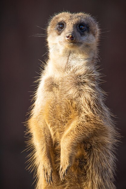 Close-up shot van een alerte meerkat waakzaam in de woestijn