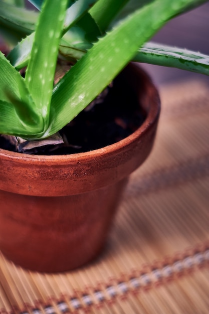 Close-up shot van een aloë vera plant in een aarden pot, op een houten mat