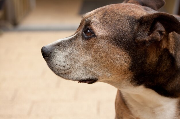 Close-up shot van een American Staffordshire Terrier