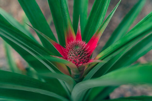 Close-up shot van een ananas plant groeit in een tuin