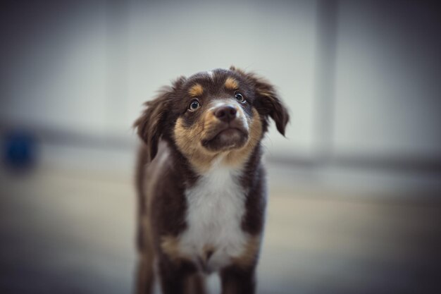 Close-up shot van een Australian Shepherd puppy op een onscherpe achtergrond