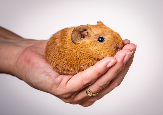 Close-up shot van een baby cavia in de palm van een persoon