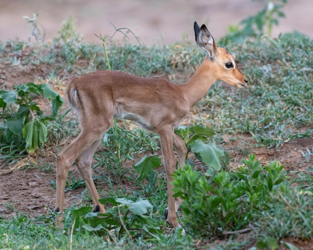 Gratis foto close-up shot van een babyhert in een bosland bedekt met gras