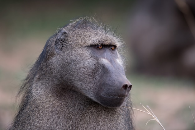 Close-up shot van een baviaan aap met een onscherpe achtergrond