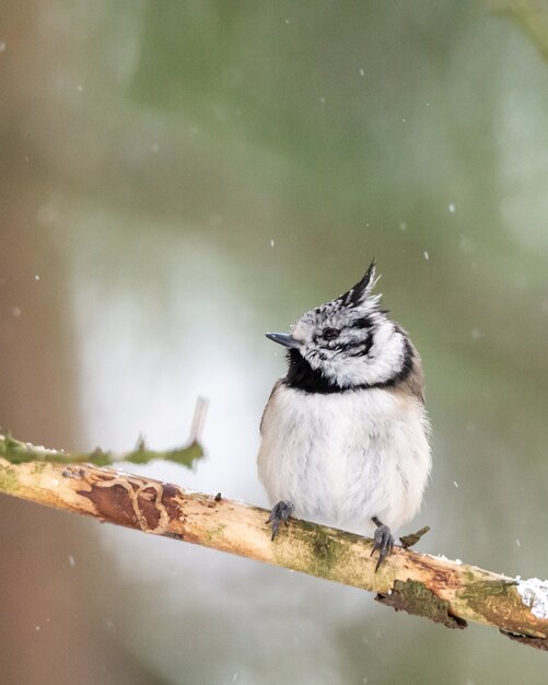 Close-up shot van een bewicks winterkoninkje vogel zat op een boom