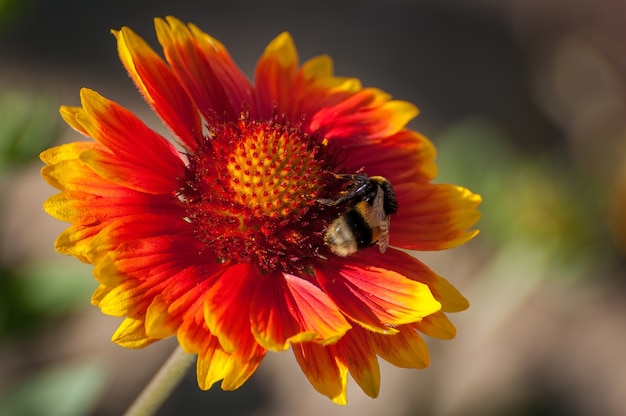 Close-up shot van een bij op een grote rode bloem