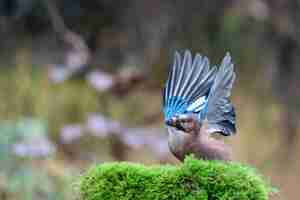 Gratis foto close-up shot van een blauwe vlaamse gaai vogel klaar om te vliegen