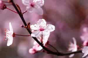 Gratis foto close-up shot van een bloeiende roze sakura tak