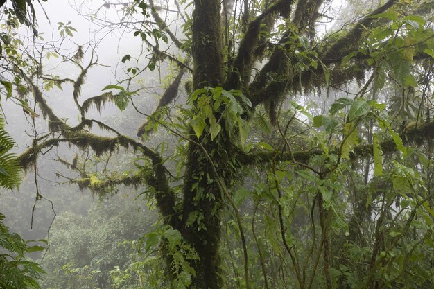 Close-up shot van een boom in een bos bedekt met de mist