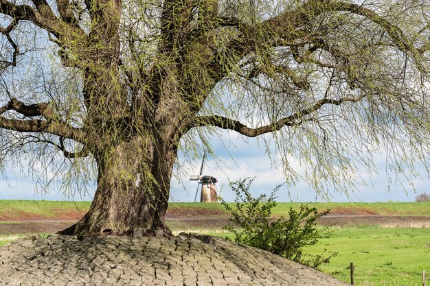 Close-up shot van een boom in een groen veld overdag