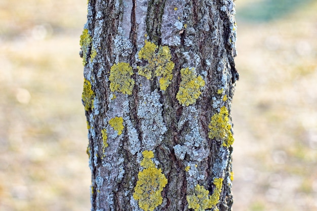 Close-up shot van een boom in het bos