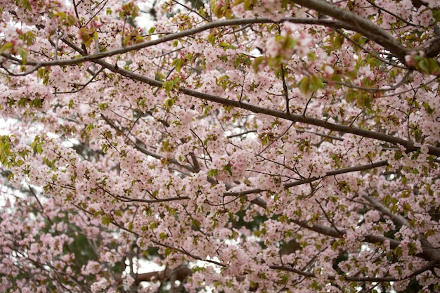 Close-up shot van een boom met bloemen op zijn takken