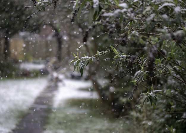 Close-up shot van een boomtak in een sneeuwweer