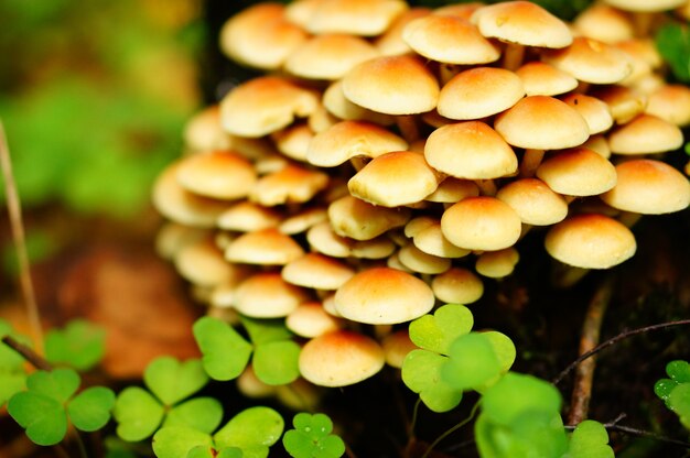 Close-up shot van een bos van champignons met klaverblaadjes