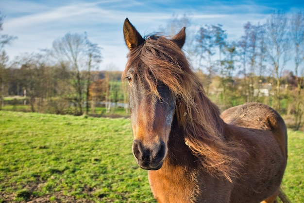 Close-up shot van een bruin paard in de velden