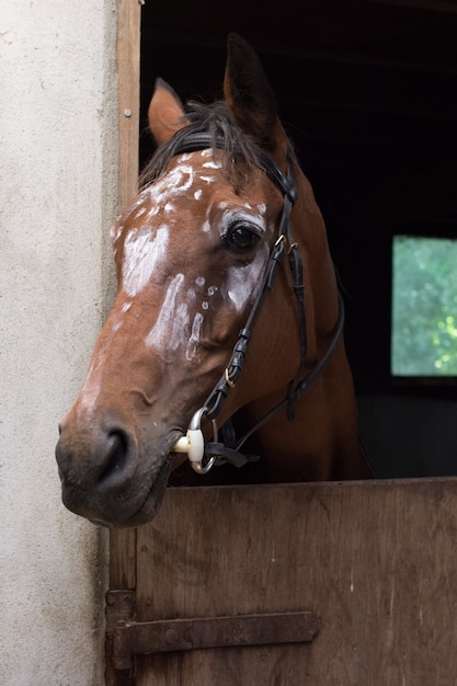 Close-up shot van een bruin paard met witte tekeningen op zijn hoofd