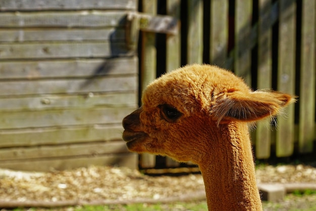 Close-up shot van een bruine alpaca in een landbouwgrond