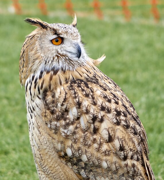 Close-up shot van een bruine grote gehoornde uil in een park