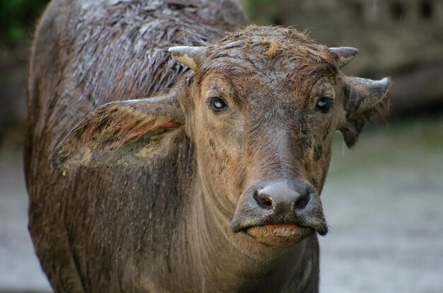 Close-up shot van een buffel die in de regen staat