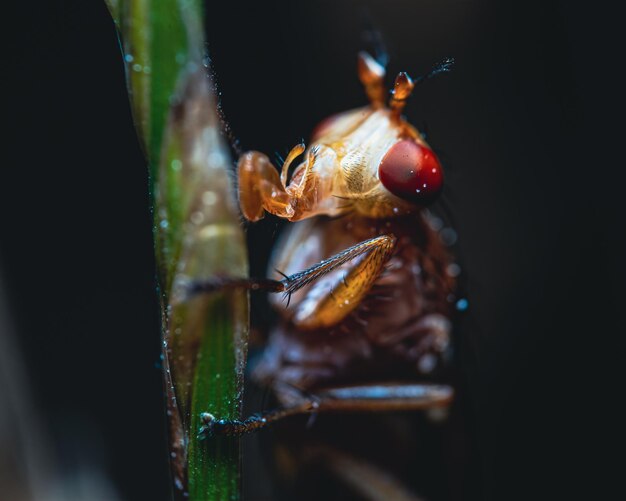 Close-up shot van een bug