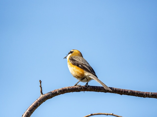 Close-up shot van een Bull-headed Shrike neergestreken op een tak