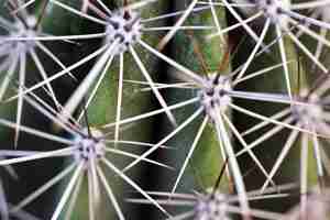 Gratis foto close-up shot van een cactus met naalden overdag