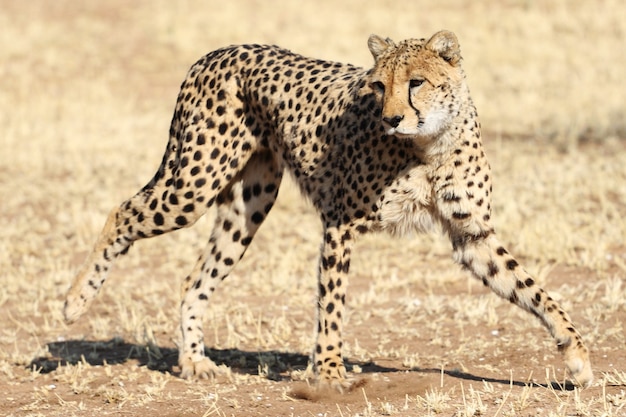 Close-up shot van een cheetah springt in actie