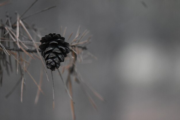 Gratis foto close-up shot van een dennenappel op een boomtak in het bos