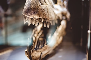 Close-up shot van een dinosaurus schedel tanden in een glazen doos