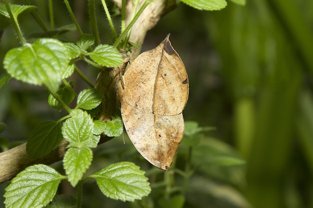 Close-up shot van een droog blad tussen groene bladeren