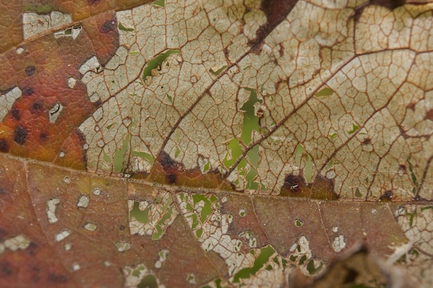 Gratis foto close-up shot van een droog verweerd blad