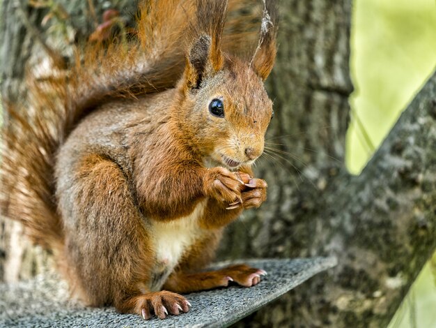 Close-up shot van een eekhoorn op de boomtak onder het zonlicht
