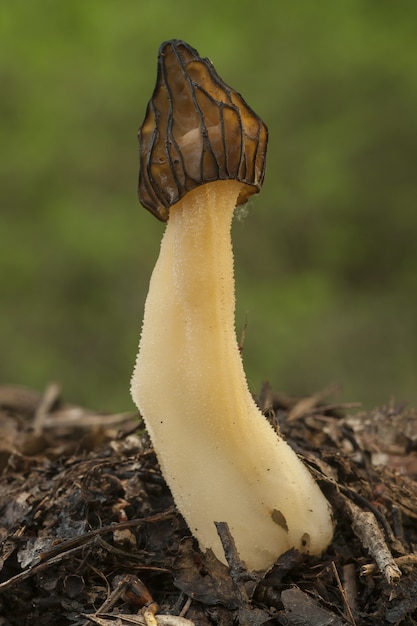 Gratis foto close-up shot van een eetbare paddenstoel in een bos