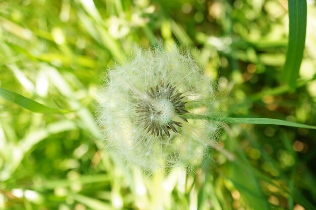 Close-up shot van een enkele paardebloem