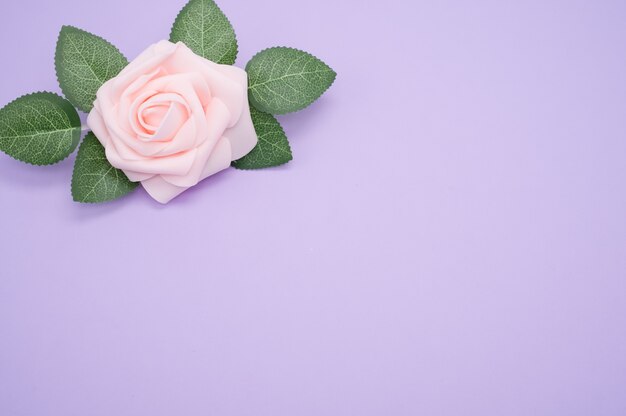 Close-up shot van een enkele roze roos geïsoleerd op een paarse achtergrond met kopie ruimte