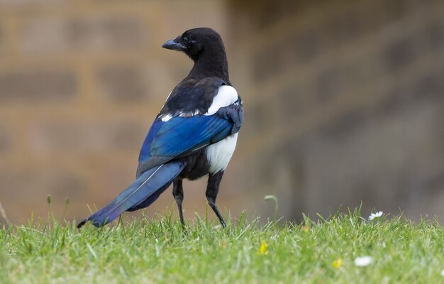 Close-up shot van een Euraziatische ekster vogel